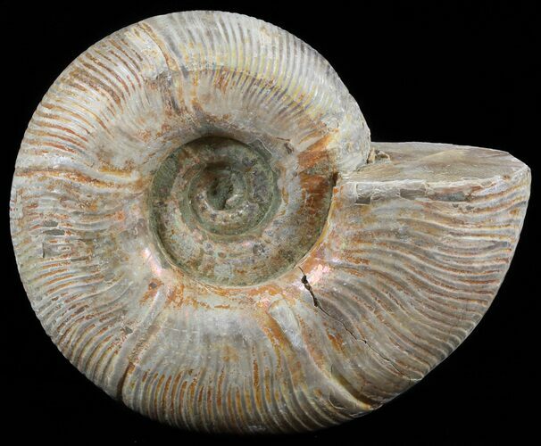 Silver Iridescent Ammonite (Anapuzosia) - Madagascar #51513